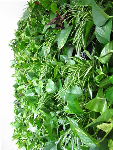 Grădină verticală cu plante naturale – Iancu Nicolae, foto 19 din 26